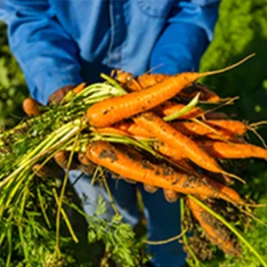 Carrot Nantindo